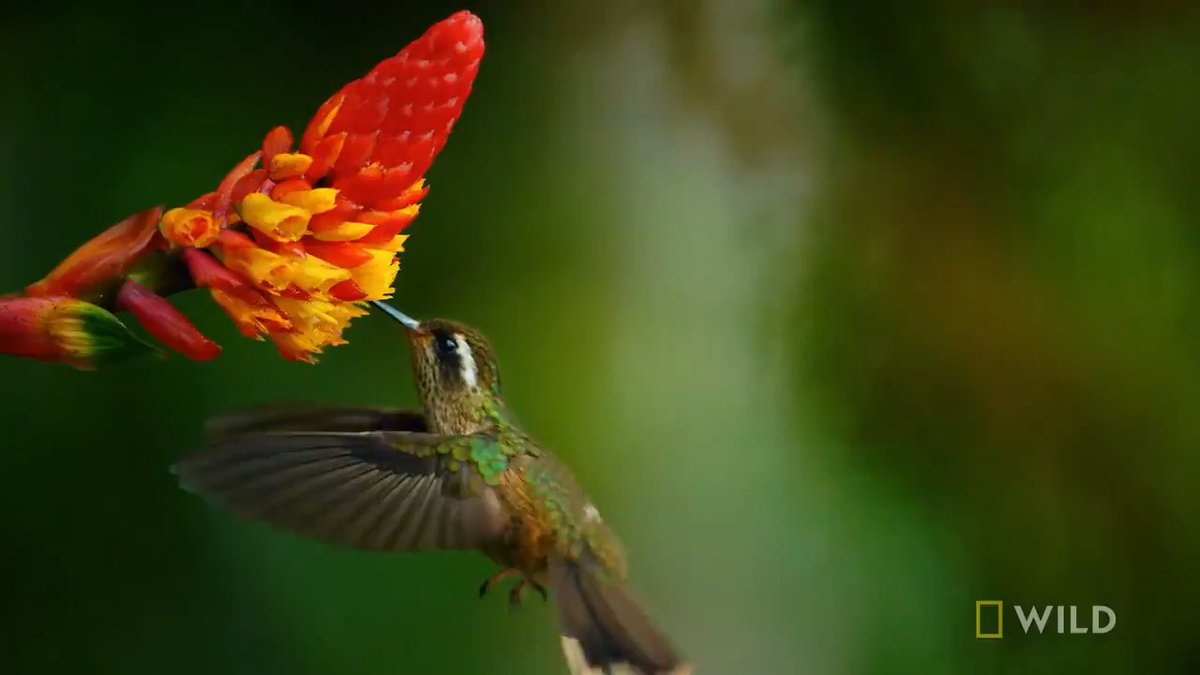 Happy #NationalHummingbirdDay! Hummingbirds have the fastest metabolisms on Earth. Some need to visit 2,000 flowers a day just to keep going