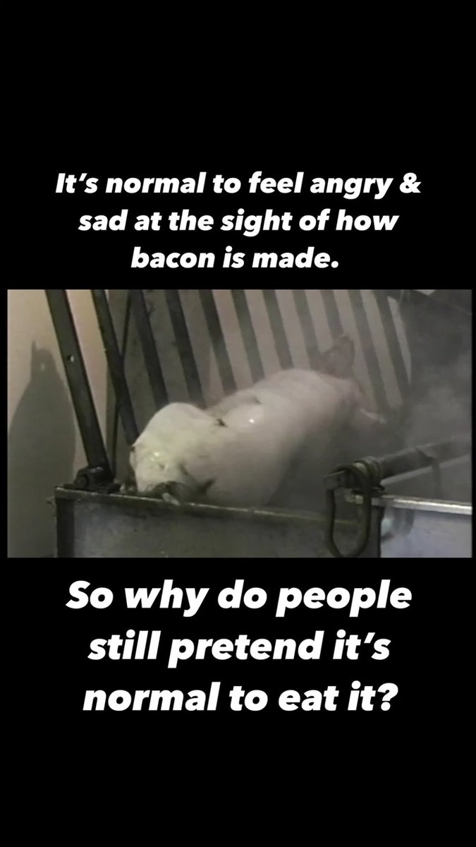 Bacon isn't worth this suffering. #goVegan