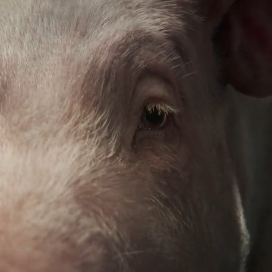 Pigs are among the five most intelligent animals on the planet, alongside chimpanzees, dolphins and elephants. Today, there are over a billion pigs in factory farms. Their short, tormented lives are full of fear, pain, and suffering. Join us to help end this cruelty.