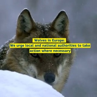 The concentration of wolf packs has become a danger for livestock and potentially for humans. We urge local and national authorities to take action where necessary. Local communities, scientists and others are also invited to submit data on wolves and their impacts ↓