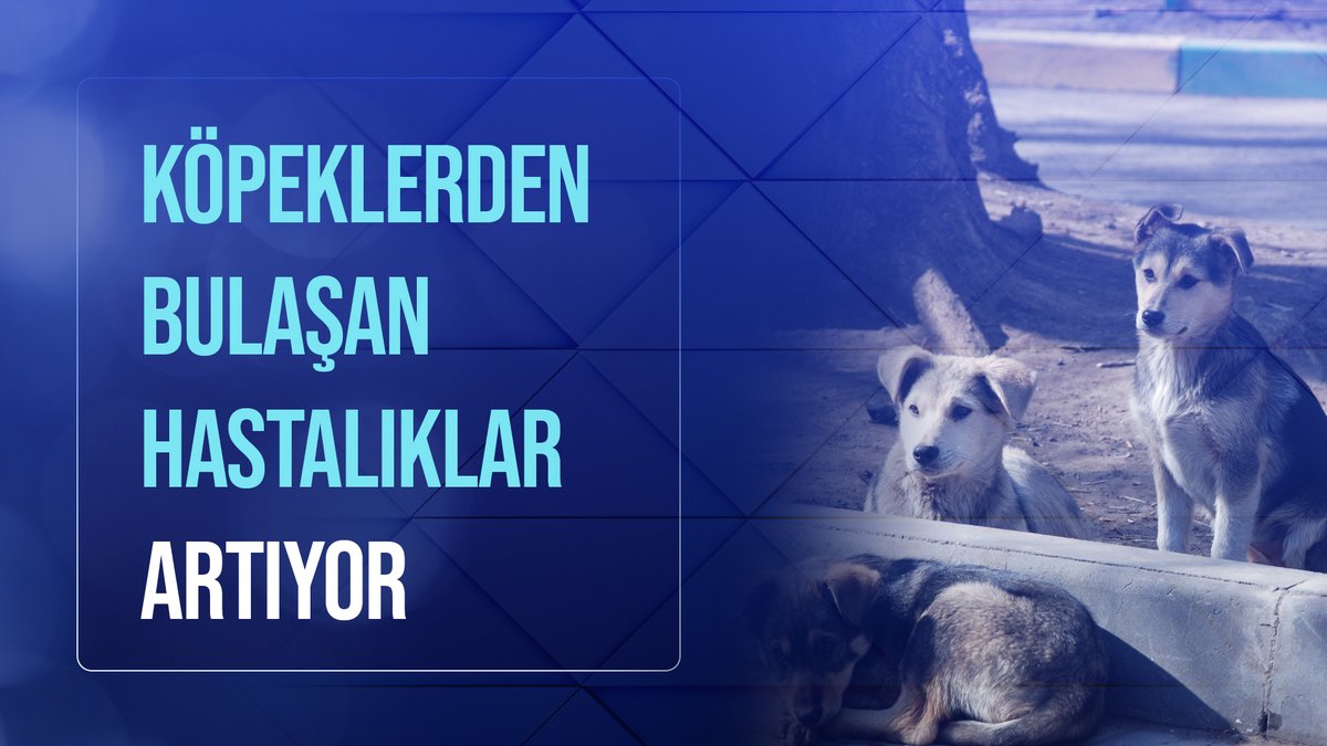 Mama mafyası yüzünden kuduz ülkesine dönüştük. 2023 Türkiye'sinde 500 bin kuduz hastası olması kabul edilemez.