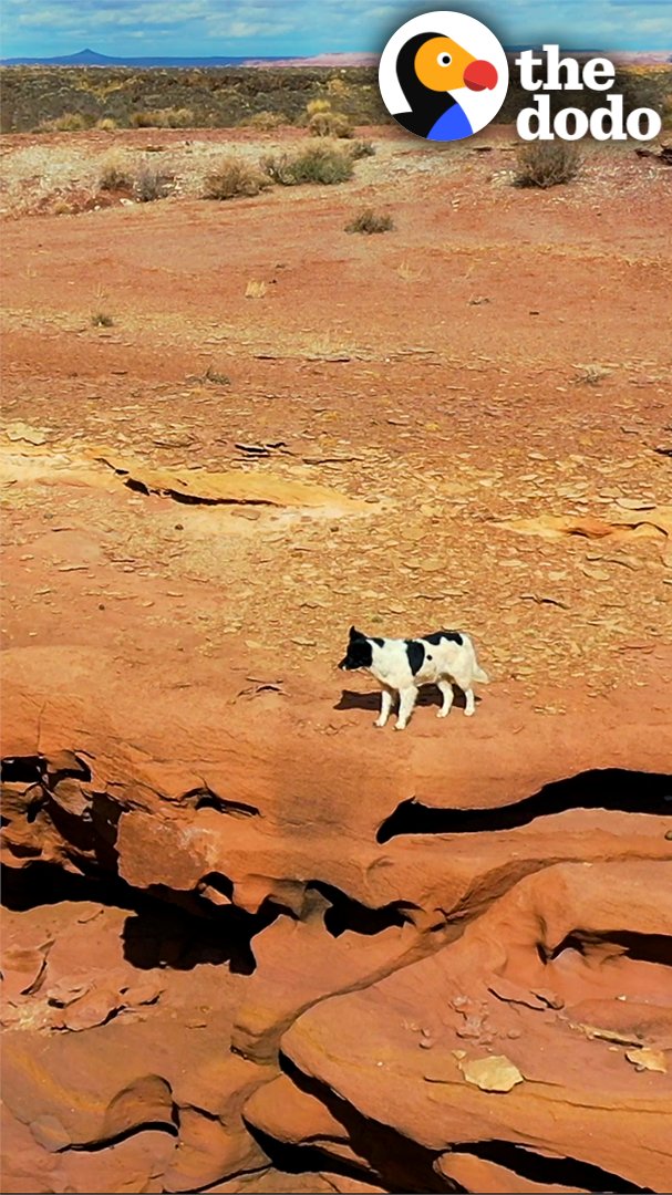 Guy spots a stray dog outside a gas station and follows her into the desert for days 💛
