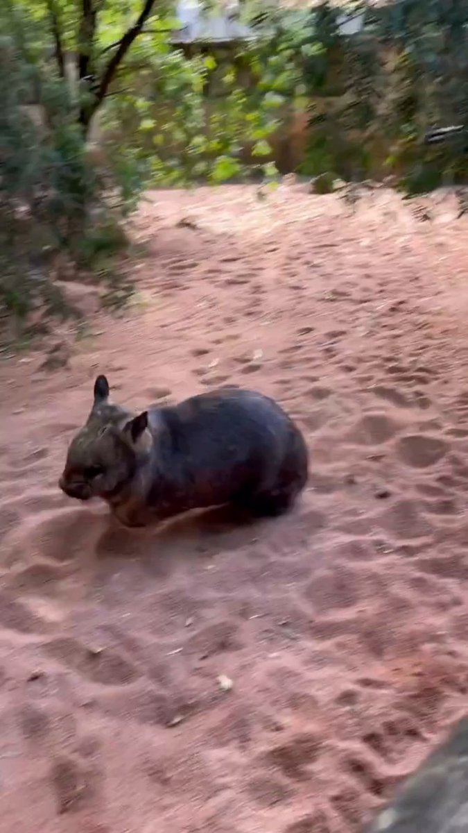 Zoom zoom zoom zoom! 💨 It's not just dogs that get the zoomies, wombats do too! Happy #WombatWednesday from Boo at Caversham Wildlife Park who loves a good zoom. 📹 | cavershamwildlifepark on Instagram 🔉 | rufusisagoodboy on TikTok