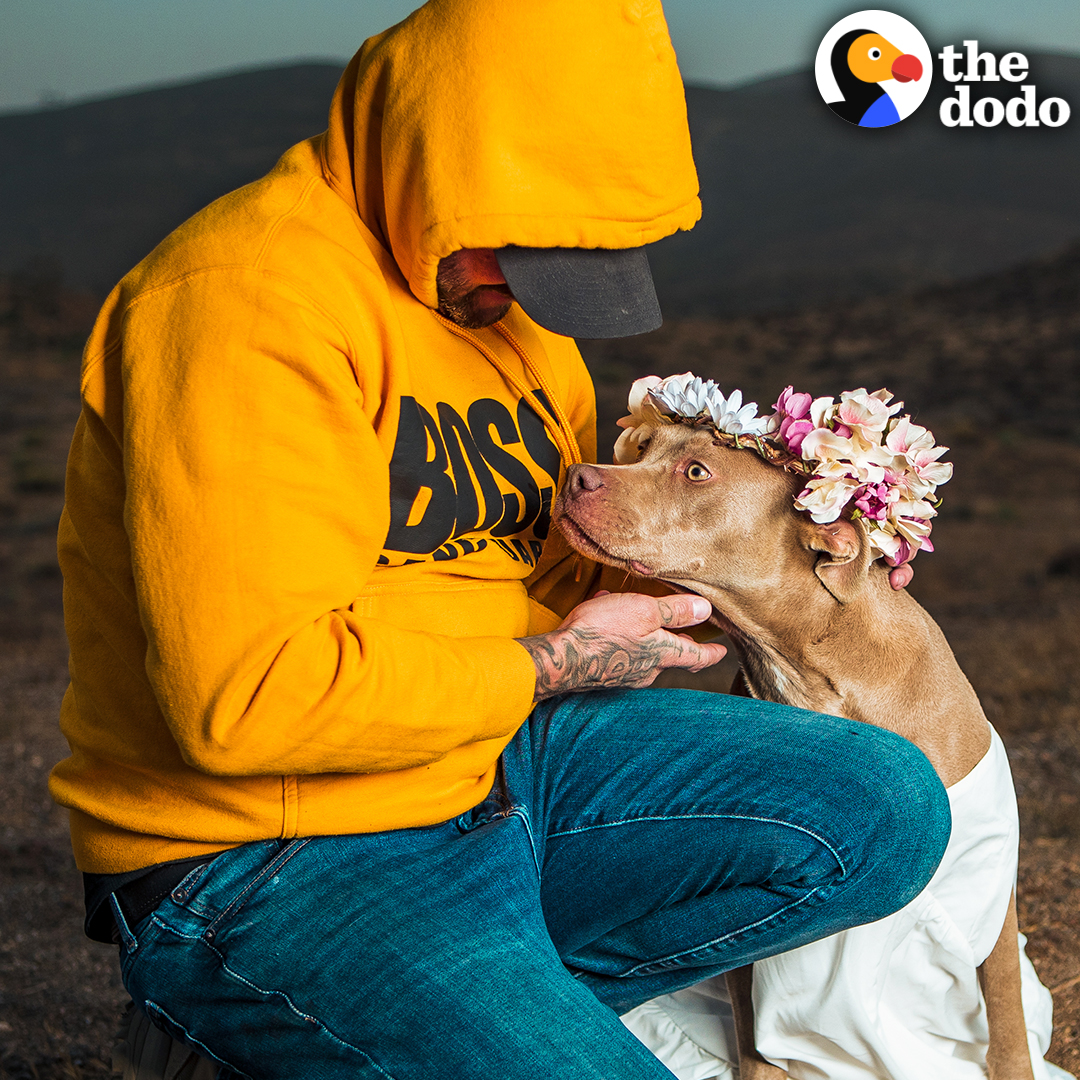 Guy rescues pittie who was chained up in a backyard... then does the sweetest thing when he finds out she's pregnant ❤️