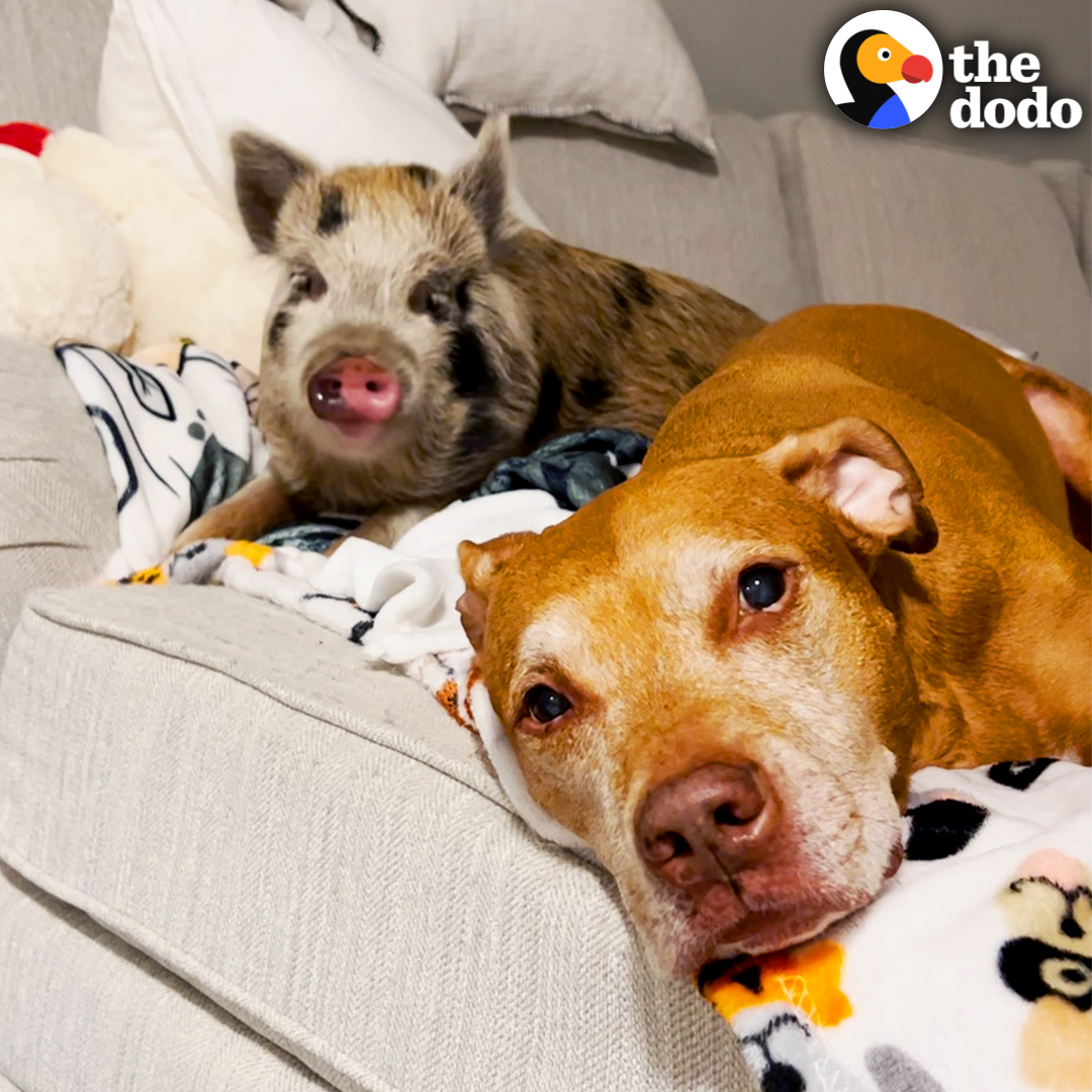 Rescue dog was so anxious around anyone but Mom... until a tiny piglet started curling up in his bed ❤️