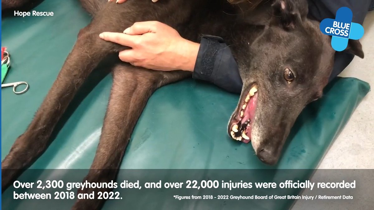 For years we've worked with the racing industry to try to raise animal welfare standards, but they haven't listened. In the meantime, thousands of dogs continue to suffer. 💔 It's time to stop dog exploitation. Sign our petition 👉 #DontRaceEmbrace