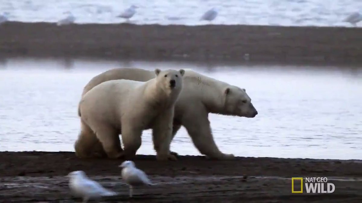 As summer melts the ice, polar bears dive for food in a unique and rarely seen method called porpoising