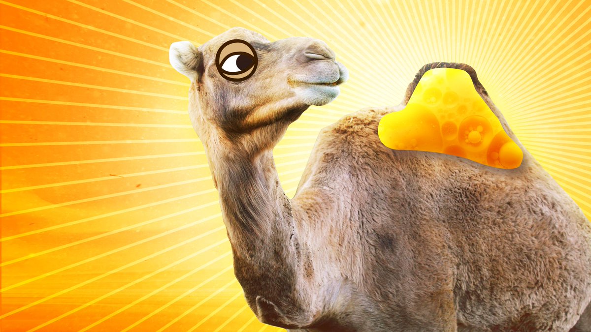 What resides within a camel's hump?