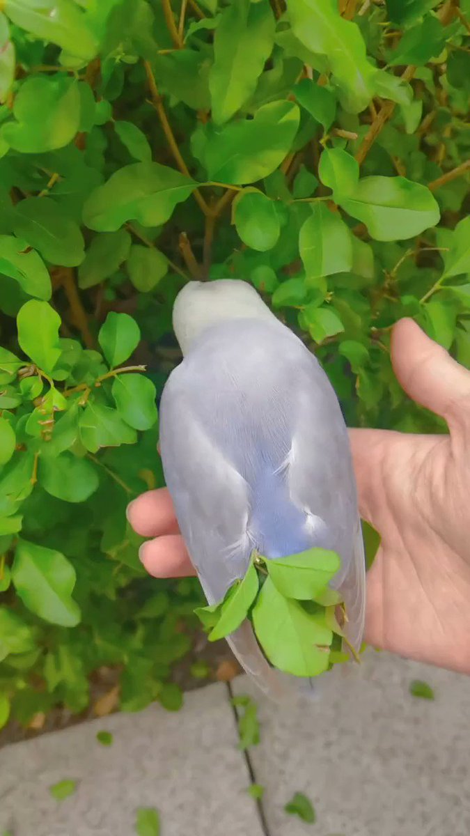 Some species of lovebird's females will carry nesting material into the nest tucking it in the feathers of its rump: this one is collecting leaves to optimize the trips to its nest [📹 best_birds_shots]