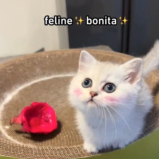 Feline ✨ bonita✨ #meowed #TheMeowedClub