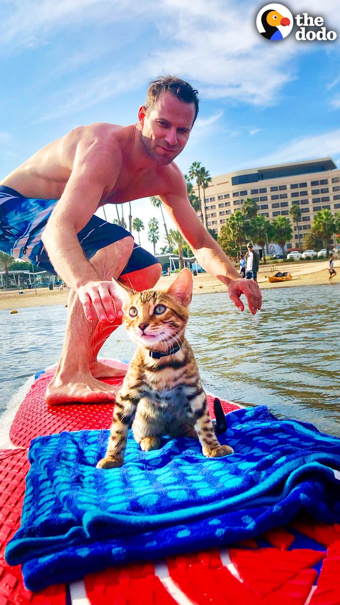 Cat begs his dad to let him come surfing... and he's so good at it, he demands to snowboard too! 💙