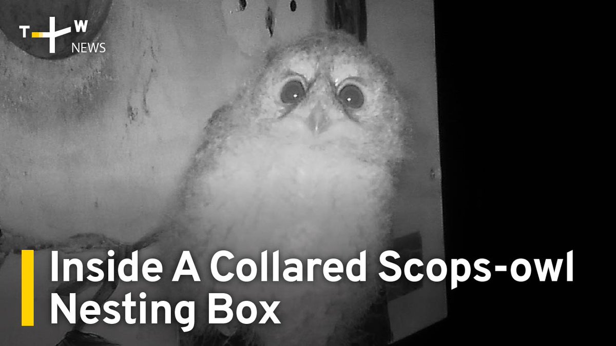 Collared Scops-Owls are common in forested areas in Taiwan. The small owls usually nest in the natural tree hollows. But more and more eco-friendly farmers are building nesting boxes to attract them to their fields.