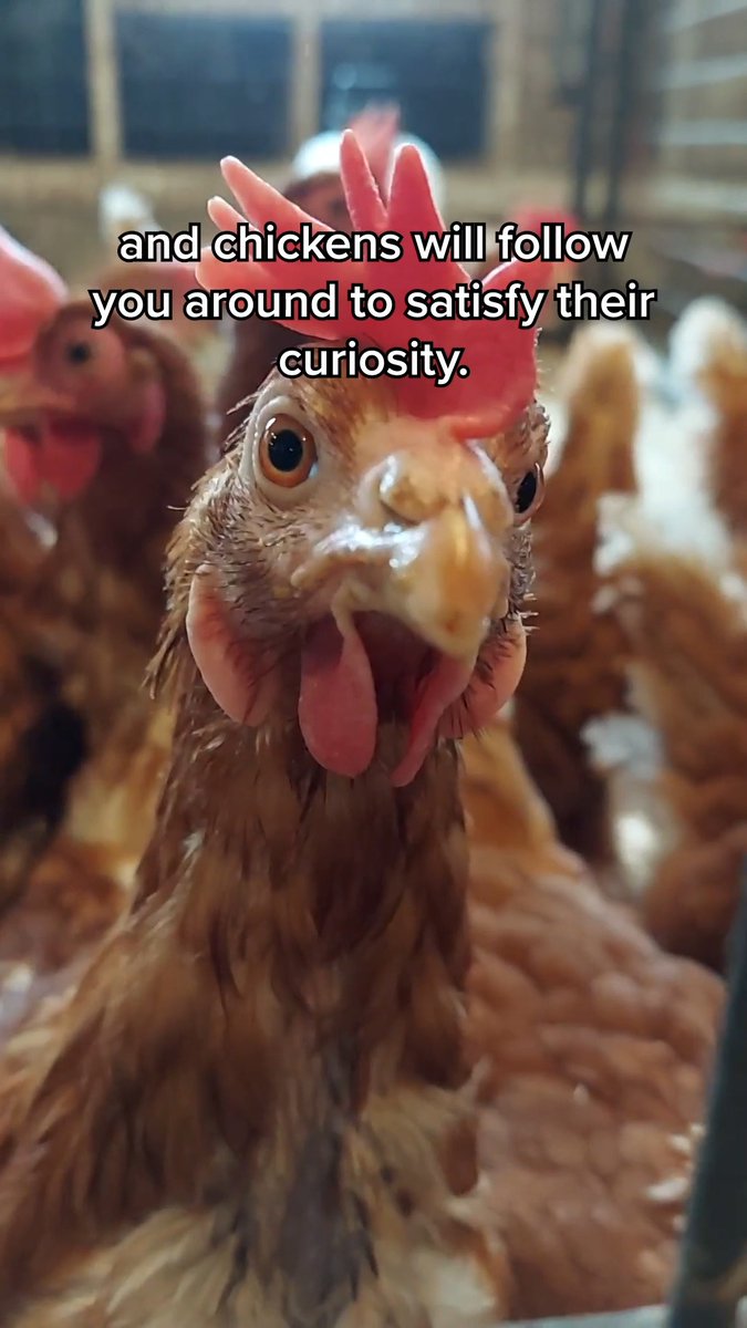 When you really think about it, they aren’t so different 🐮🐶🐷🐓🦃🐴