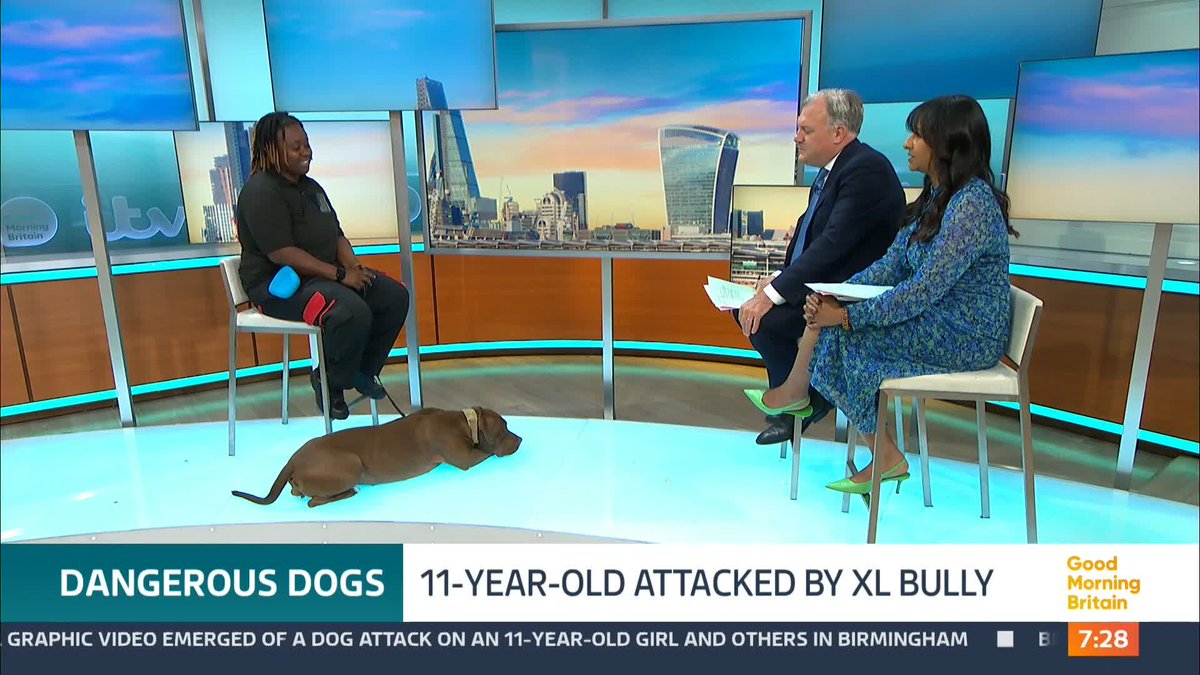 'This dog is not a nice dog.' 'This dog is not bred or made to be an ultra-aggressive dog.' Three people including an 11-year-old girl have been hurt in a dog attack in Birmingham. So has the time come to ban XL Bully dogs?