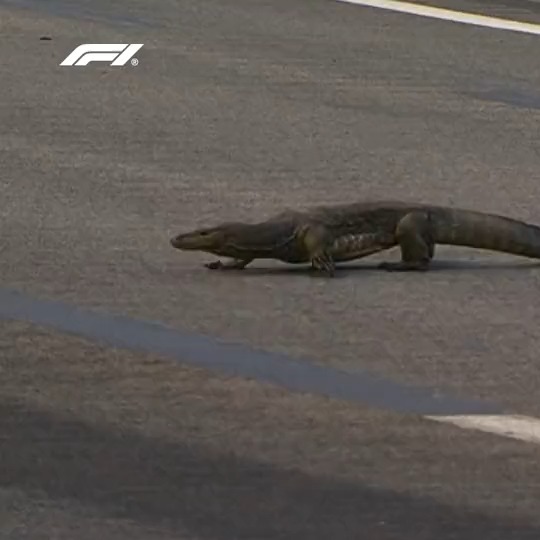 When Max Verstappen came "face-to-face with Godzilla" 🦖👀 This cheeky monitor lizard couldn't resist getting up close to the action on the streets a few years back #SingaporeGP #F1