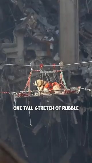 Today we’re remembering the dogs of 9/11. 15/10 for all ❤