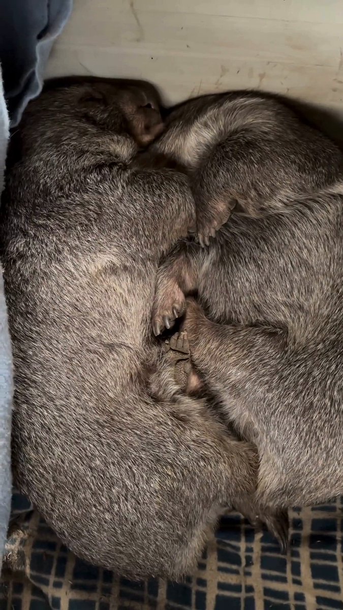 If you’re ever sad, just remember the world is 4.543 billion years old and you somehow managed to exist at the same time as wombats. ❤️ 📹 | brindabella_the_wombat on Instagram #WombatWednesday