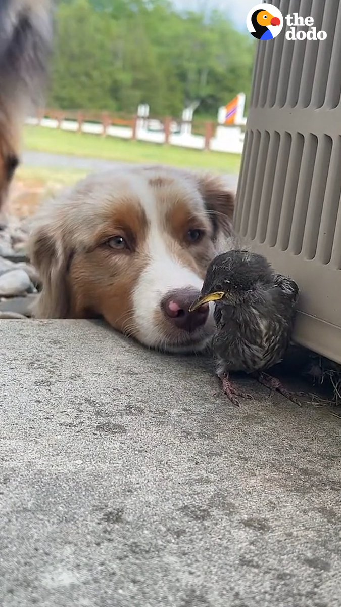 Wild starling comes to say hi every morning to Mom and the pups who rescued her ❤️