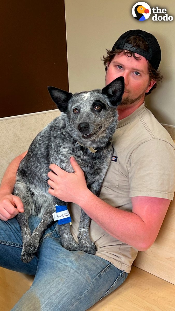 When this dog was suddenly paralyzed, her parents devoted their lives to her rehab — and the moment she finally runs on her own is SO worth it 💛😭