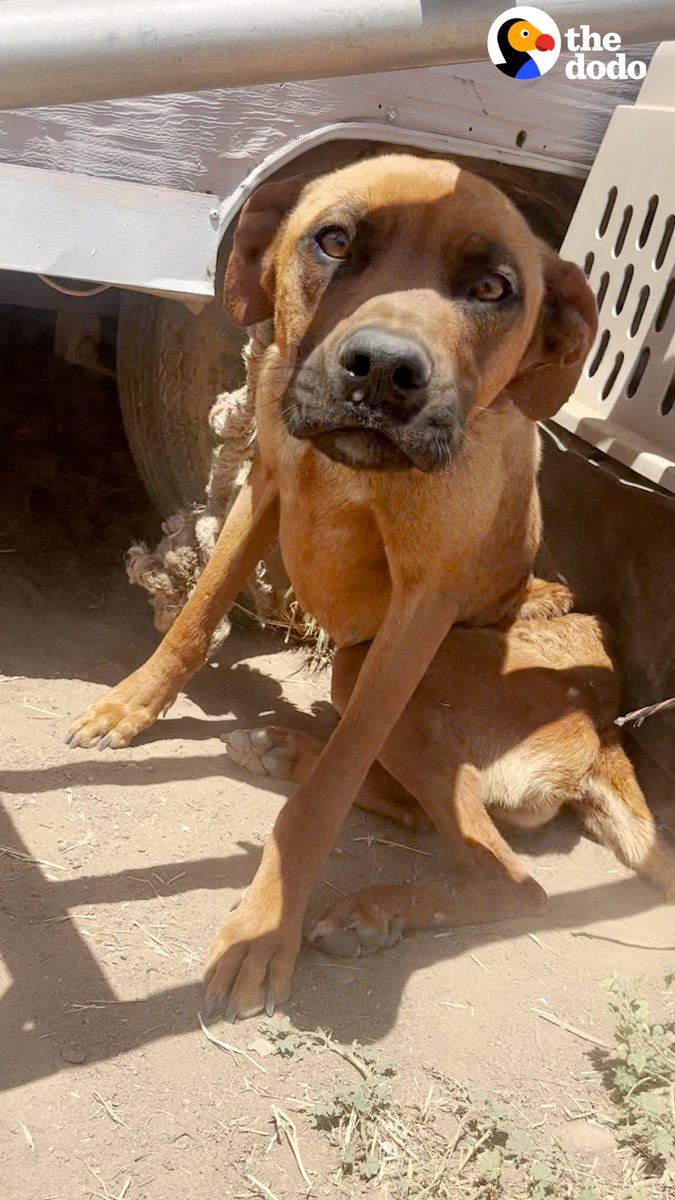 Dog who was tied to a trailer for a month can't stop jumping for joy 😭 ❤️