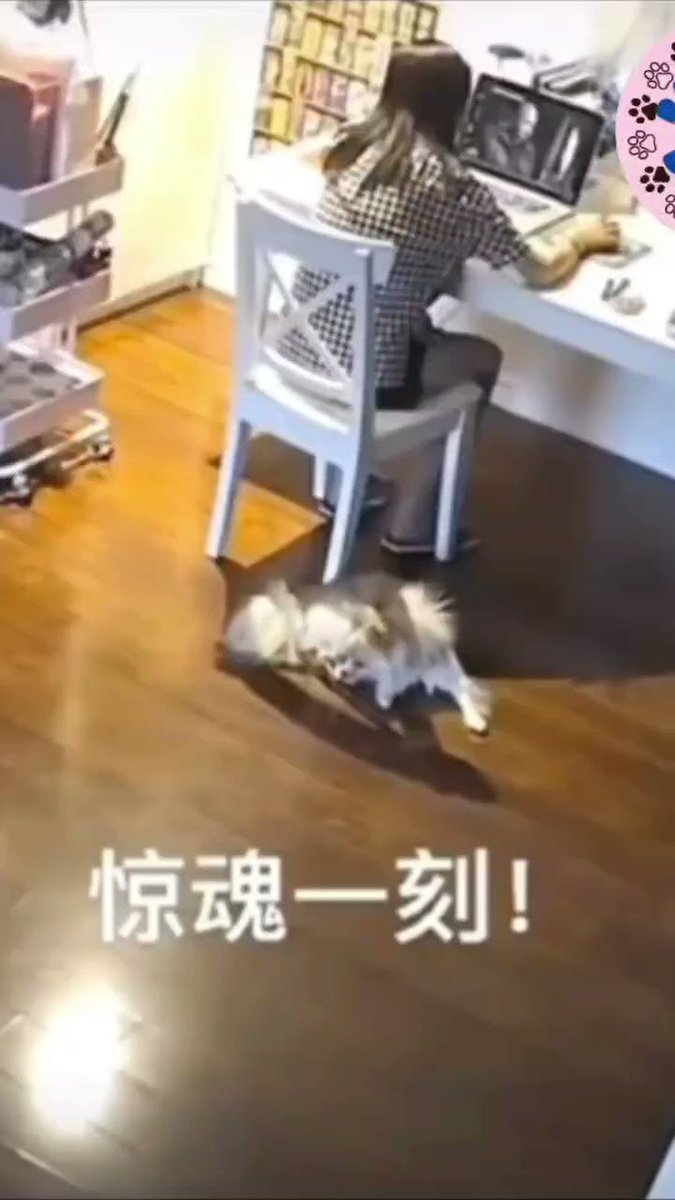 LA DIFFERENZA TRA CANI E GATTI 😂