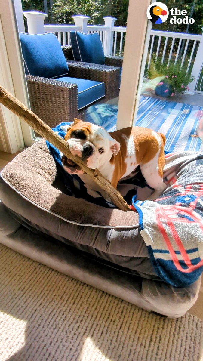 This bulldog is addicted to bringing sticks into the house, so his parents try to restore balance to his life 🙏 Presented by @BlueBuffalo #sponsored