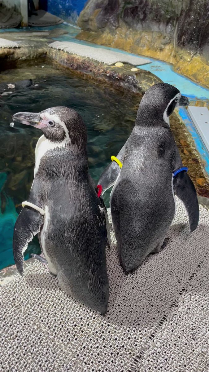 フンボルトペンギンの「赤白」は今年31歳！ 当館では、最高齢のペンギンです。 是非、プールで探してみてください！ 9/18(月)は敬老の日です。 70歳以上の方は入館料が無料になります☆ 生年月日が確認できるもの(免許証、保険証等)をお持ちの上、ぜひ水族館へお越しください！ #浅虫水族館