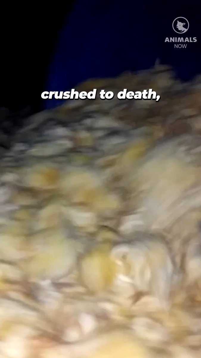 Remember the terror in his eyes the next time you think about eating eggs 💔