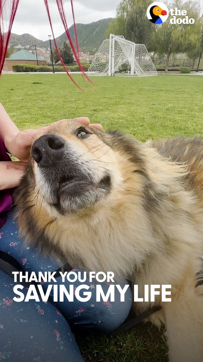 If rescue dogs could talk... wait til the end 🥹💞