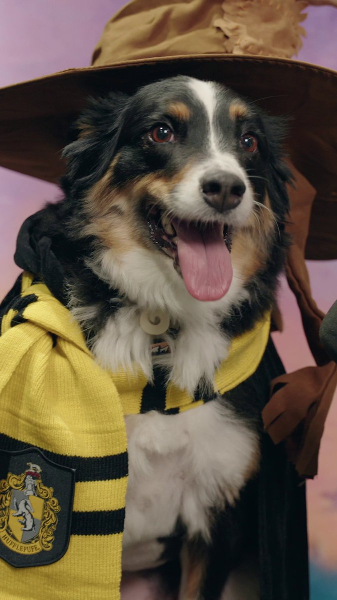 Time to meet an adorable Hufflepup and Scabbers' worst enemy 🐾 #MuggleOnTheStreet