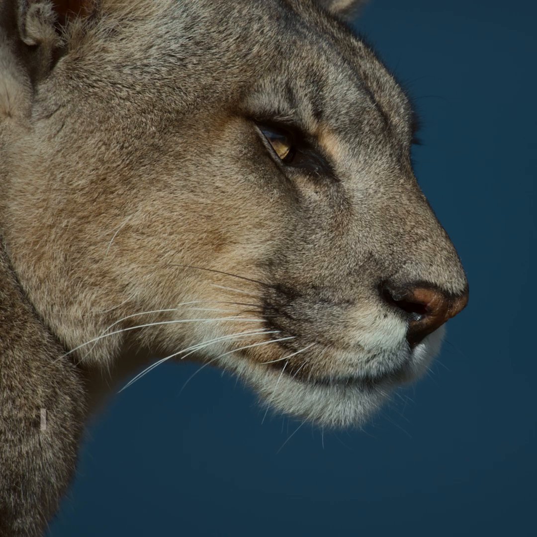 After stalking her prey, this puma is ready to pounce on her family's next meal. See more intense wildlife moments in #AnimalsUpClose with Bertie Gregory, now streaming on Disney+.