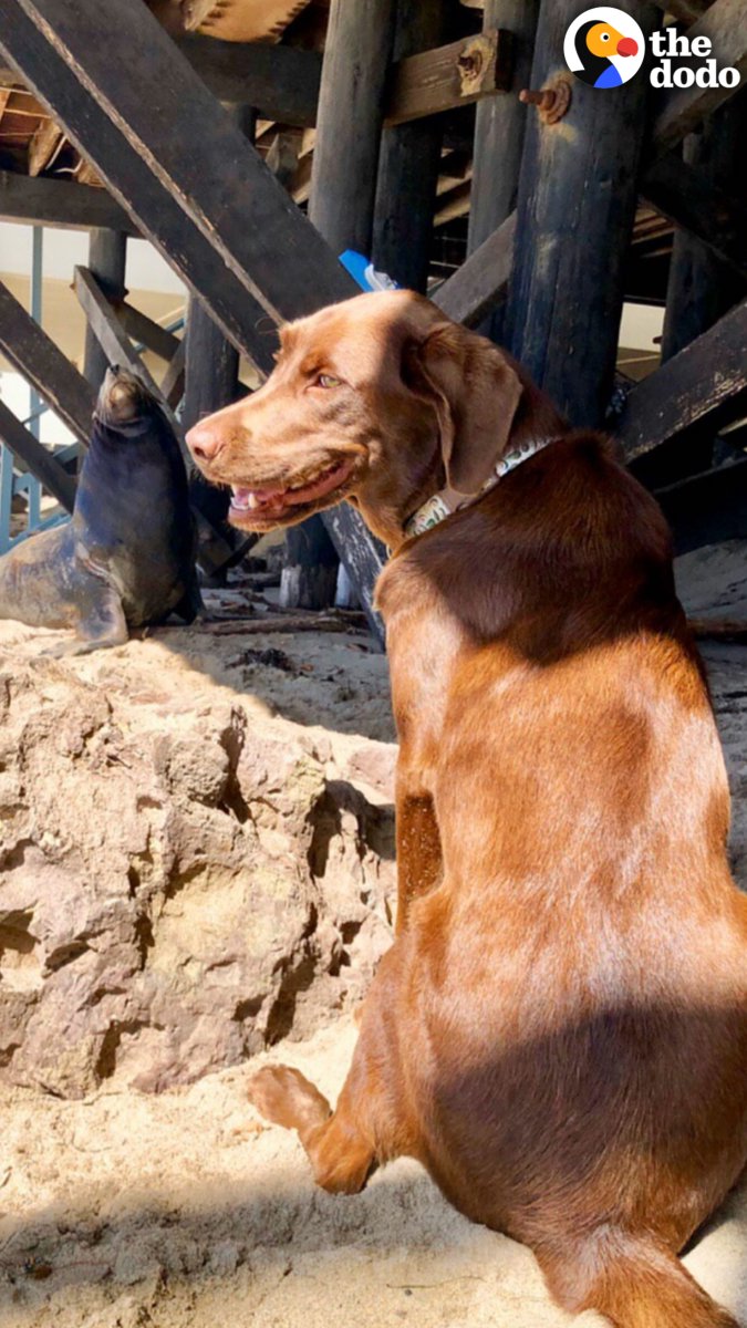 Sea lion comes out of the ocean every day to play with his dog best friend ๐