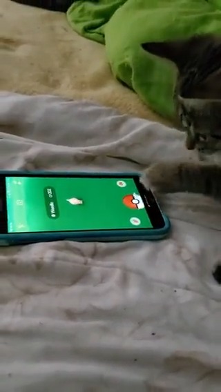 Ce chaton joue à Pokémon GO et réussit même à attraper un Aspicot. 🥰 (via andres.martinez265 sur TikTok)
