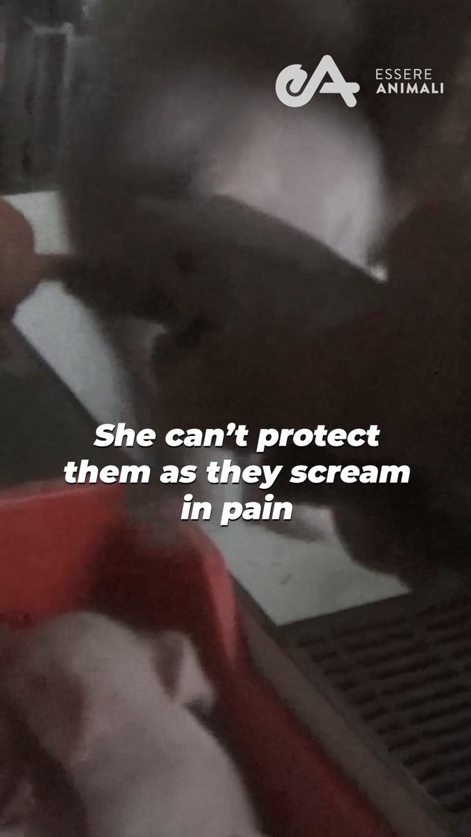She can hear her babies’ heartbreaking screams as their bodies are mutilated &amp; thrown into a pile 💔 She can’t save them from being someone’s meal 😢 🎥: Essere Animali