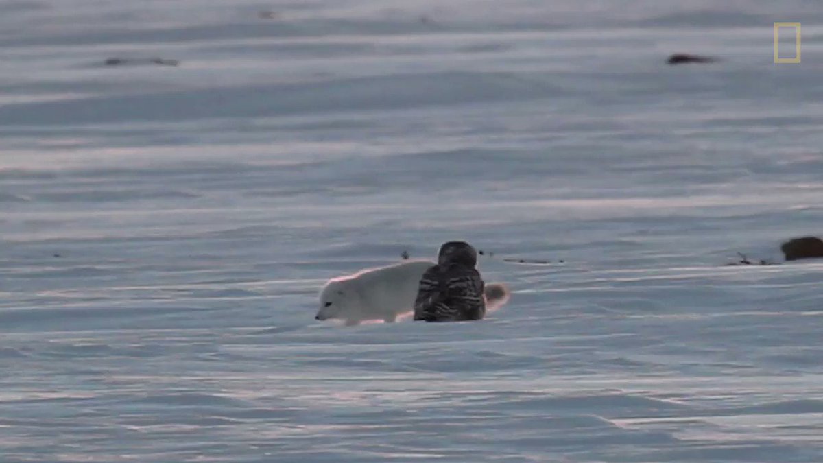 Are these two predators fighting or playing?