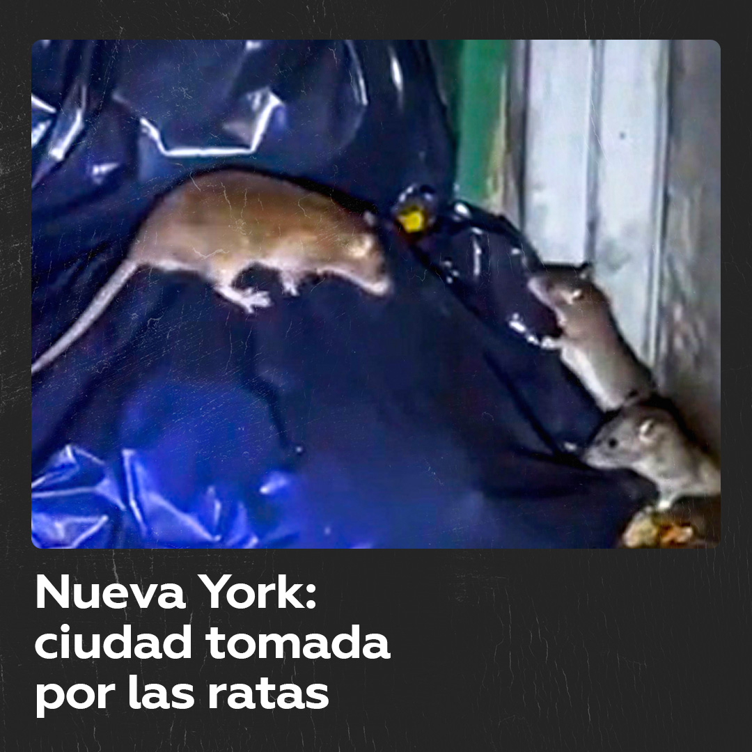 🇺🇸 | Las ratas están por todas partes en New York: calles, túneles, basureros. Se calculan hay más de 10 millones de roedores en la ciudad, más ratas que humanos.