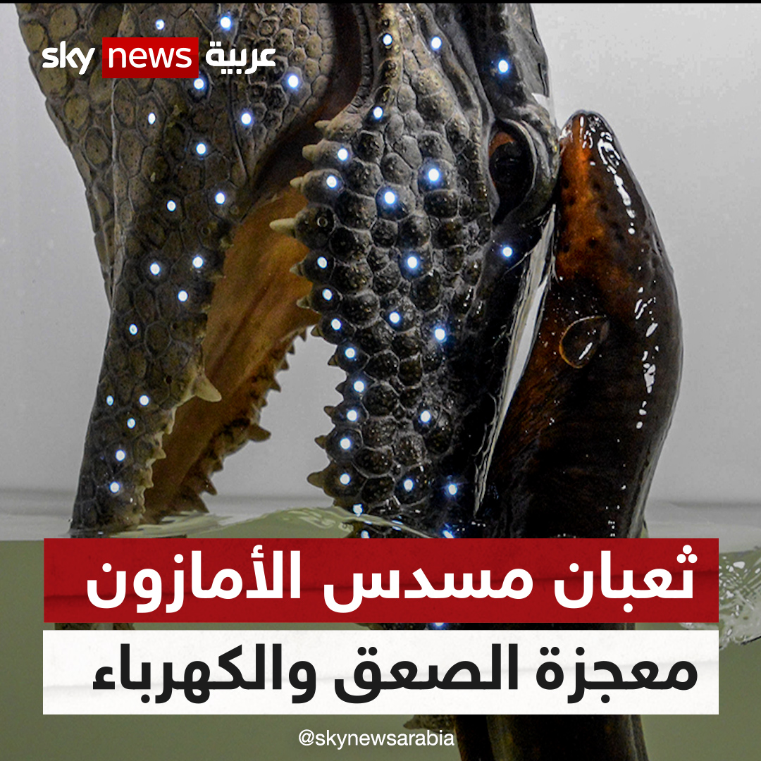 "ثعبان البحر الكهربائي" أحد مخلوقات الله المعجزة التي ألهمت الفيزيائي "أليكساندرو فولتا" لإنشاء أول بطارية تخزين في التاريخ وبسببها نملك اليوم البطاريات، لا يستطيع أي مخلوق تحمل الكهرباء التي تخرج من جسمه، حتى التماسيح يستطيع قتلها بصعقة واحدة.