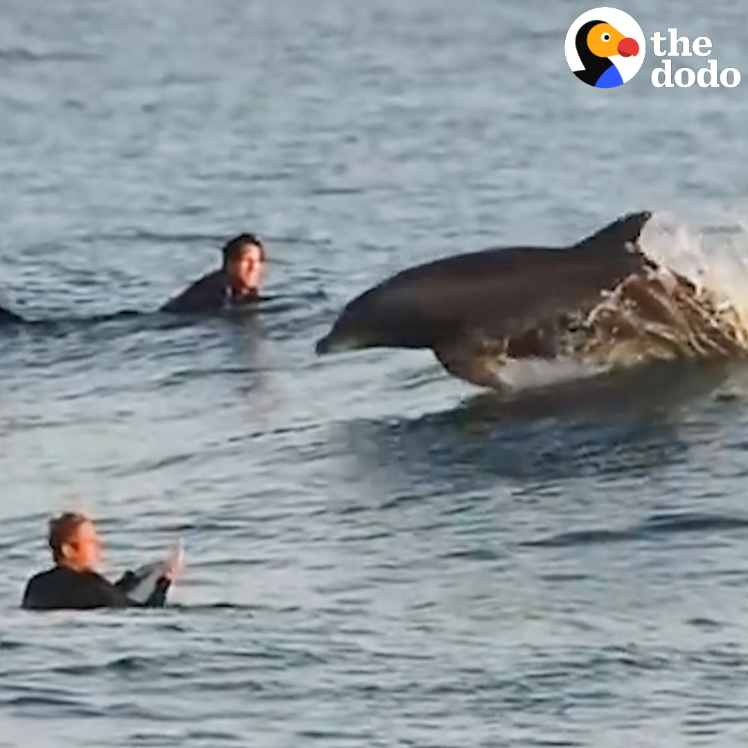 These dolphin encounters are pure magic ✨😍