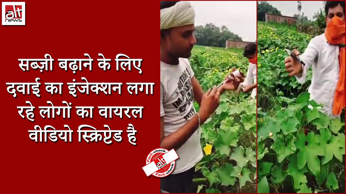 A scripted video is viral on social media where some men can be seen injecting something into vegetable. This is a scripted video. The claims made while sharing the video are misleading. WATCH #AltNewsFactCheck