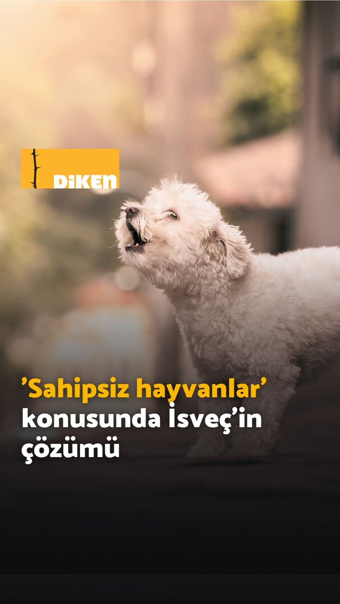 'Sahipsiz hayvanlar' konusunda İsveç'in çözümü
