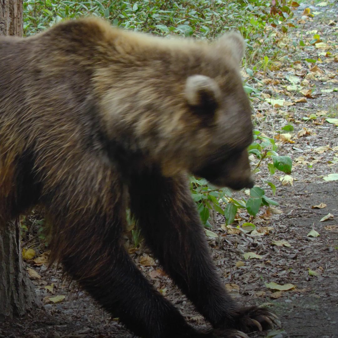 To make sure any competition steers clear, this bear has a unique way of marking his territory. #GrowingUpAnimal is now streaming on Disney+