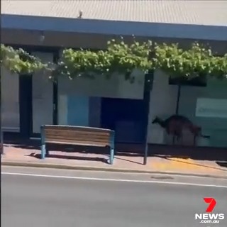 ‘You’re ******* kidding me.’ Only in Australia - a roo in a rush has been spotted bounding along Unley Road. Details in 7NEWS Adelaide at 6pm. #7NEWS