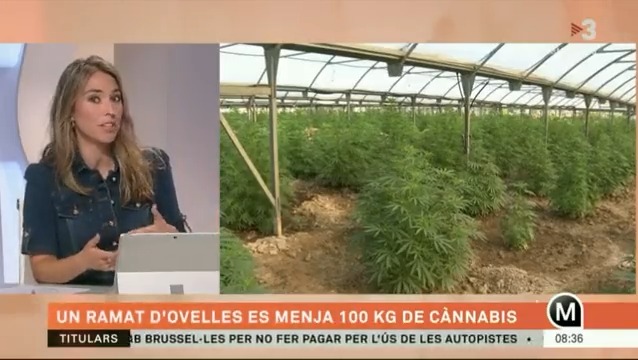 🔴 Un ramat d'ovelles es menja 100 kg de cànnabis Es tracta d'un ramat d'ovelles supervivents de les inundacions que hi va haver a Grècia. A falta de pastures, els animals van anar fins a un hivernacle i van devorar el cànnabis #ElsMatinsTV3 ▶