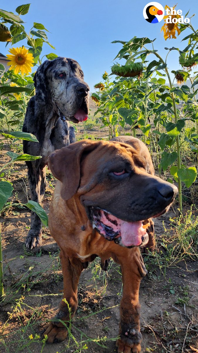 This Great Dane and Mastiff were abandoned after their family’s house burned down – now they’re looking for their new forever home ❤️