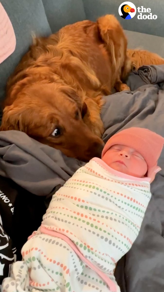 This golden thought all the baby stuff was for him... but wait for the look on his face when he meets his baby sister 🥰