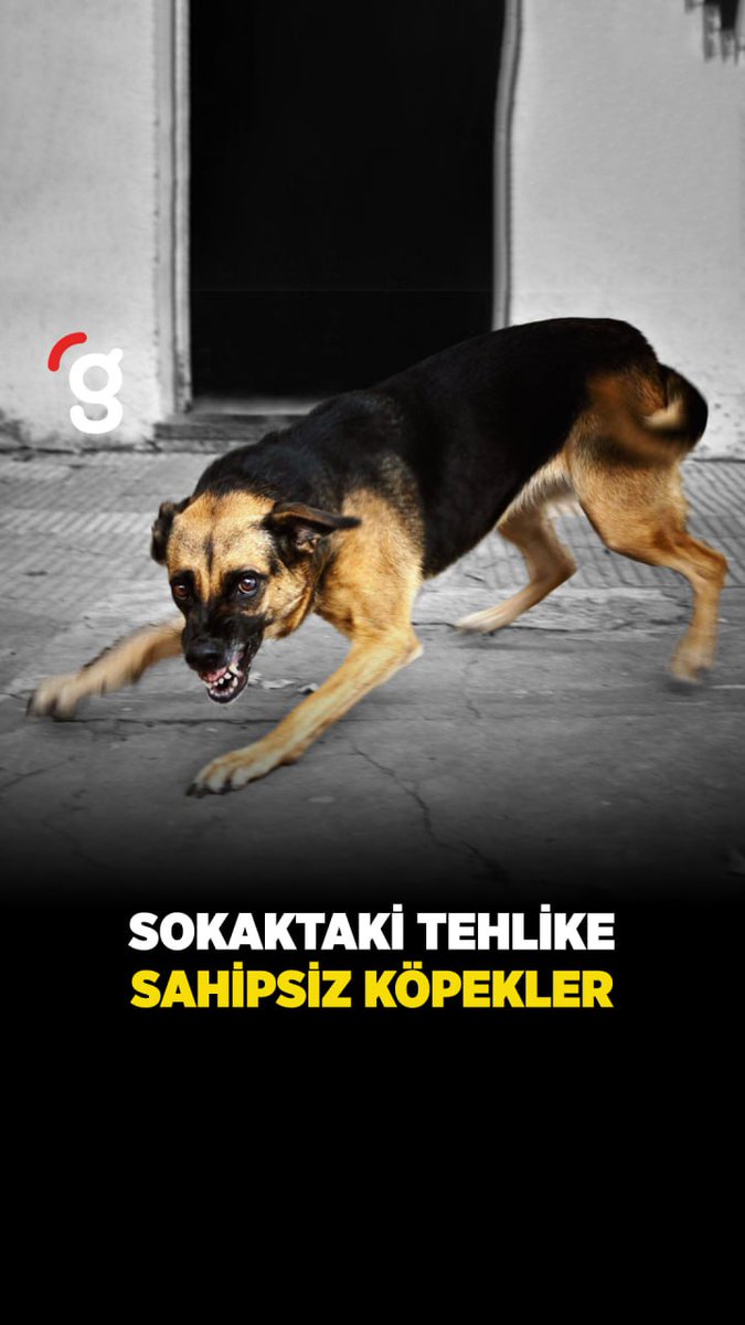 ⚠️ Başıboş köpek sorununu Avrupa çözdü. 🚨 Bizde durumlar nasıl? 👇