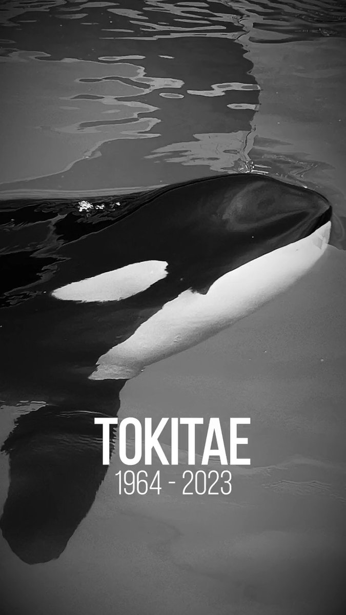 Like so many across the country and around the world, we mourn the loss of our beloved Toki. I am both heartened and proud that, through our work supporting Friends of Toki in a variety of ways, her quality of life these last eighteen months was significantly better than it had been for decades. Though this is not the ending anyone wanted, Toki has finally returned to her home waters in the Salish Sea where she can forever rest in peace.