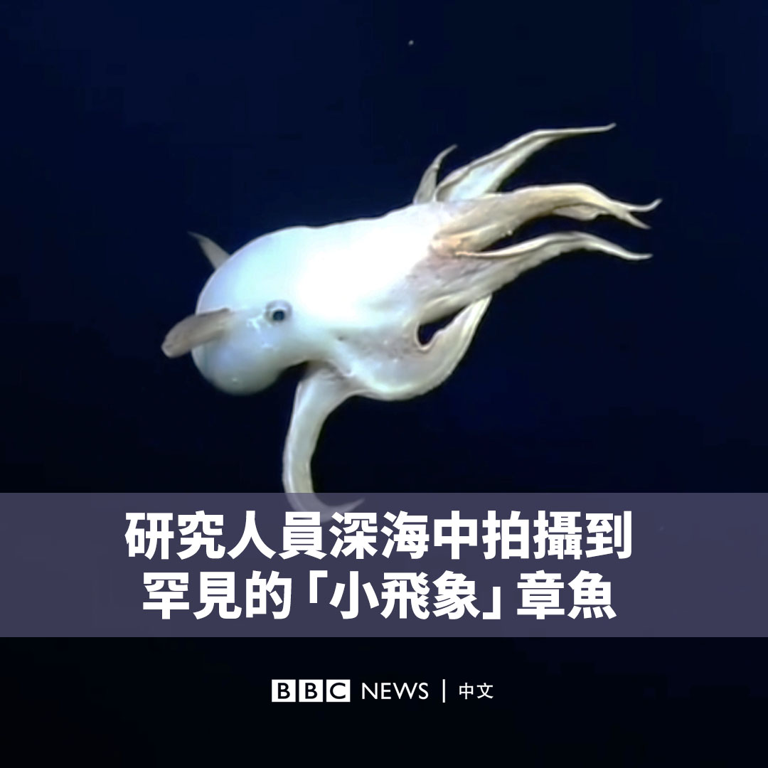 研究人员在一次深海勘探过程中，在水下3000米处发现了一只罕见的“小飞象”章鱼。🐙🐘 它有着白白胖胖的外表，两个大大的耳朵状鳍使其酷似1940年代迪士尼《小飞象》（Dumbo）的主角。 该片段是由“海洋勘探信托”（Ocean Exploration Trust）在北太平洋夏威夷附近通过远程遥控设备拍摄的。