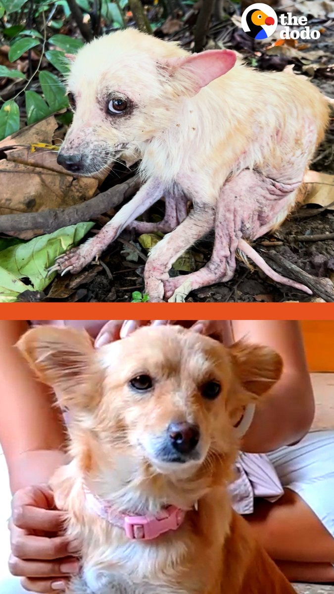 This dog looks like the happiest little mini golden retriever now 💛