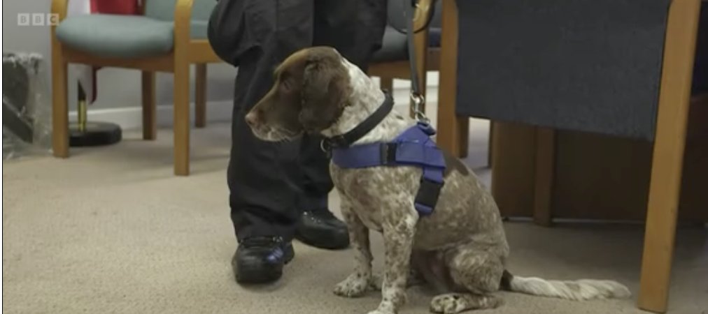 🐾 We sent @KevDuala to @HMPPS to find out how man's best friend can also be so much more than just a family pet 🐕 Watch the full video here 👉 #TheOneShow